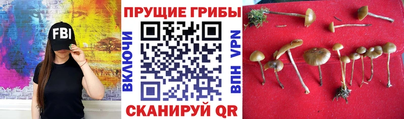 Галлюциногенные грибы GOLDEN TEACHER  Калининск 